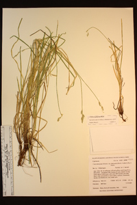 Carex leptopoda image